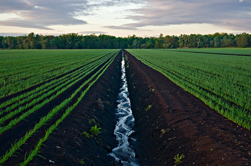Black Dirt Onion Field, Pine Island, NY Orange County Chamber of Commerce